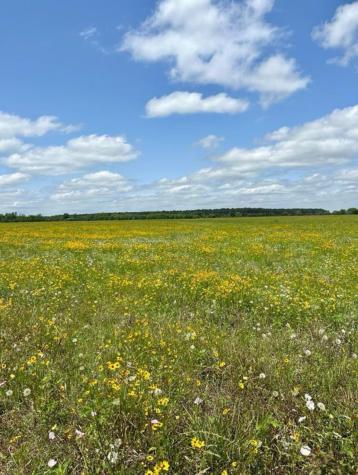0 County Road 48 Angleton TX 77515