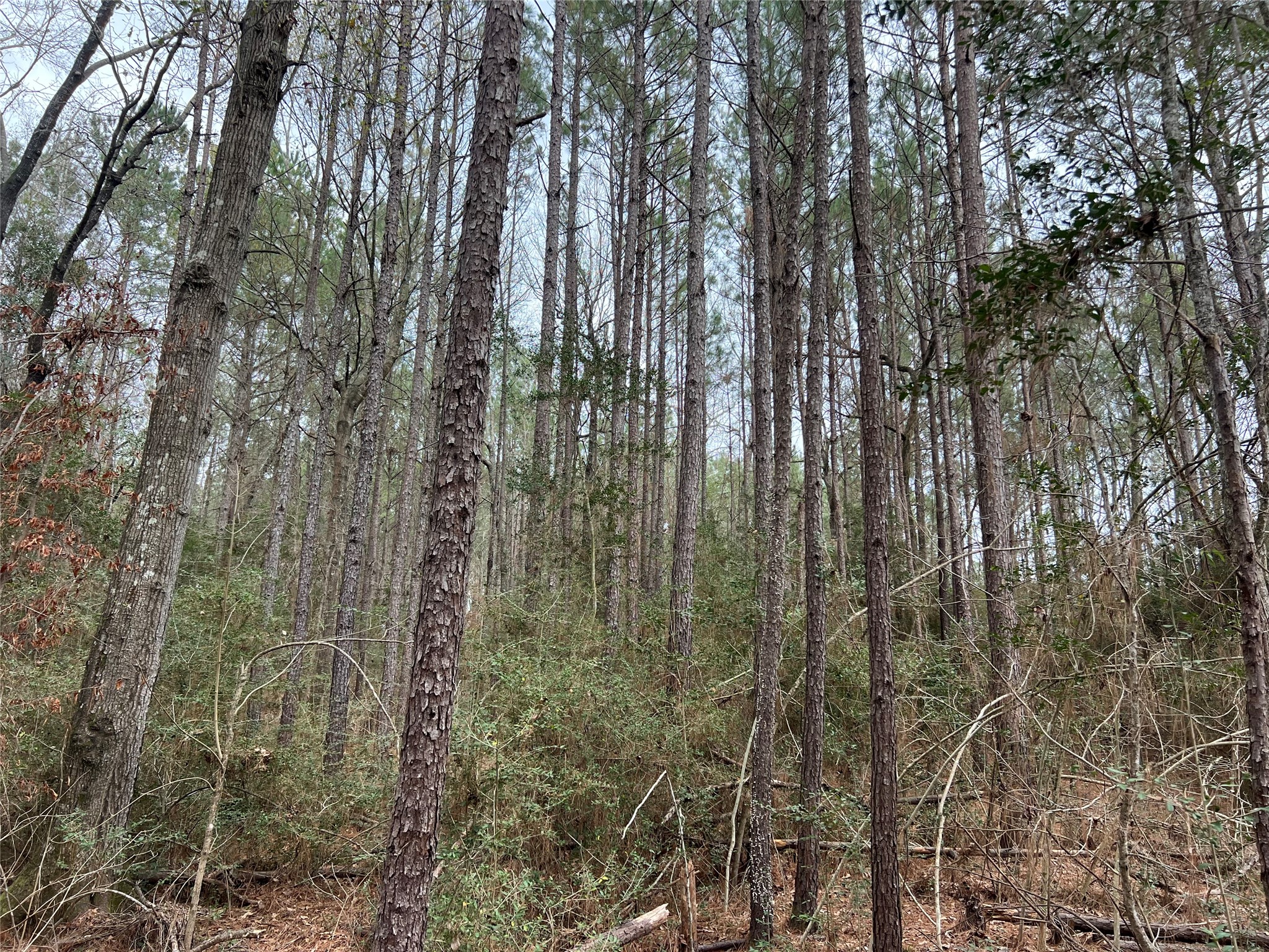 Tbd Baxter Road Livingston TX 77351