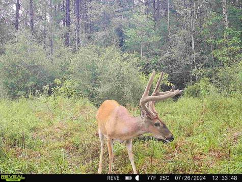 Tbd State Highway 87 Kirbyville TX 75956