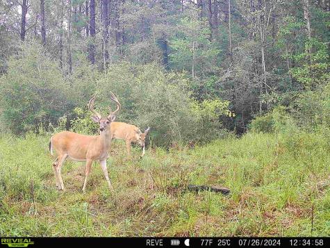 Tbd State Highway 87 Kirbyville TX 75956