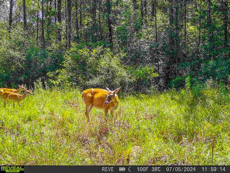 Tbd State Highway 87 Kirbyville TX 75956