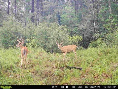 Tbd State Highway 87 Kirbyville TX 75956