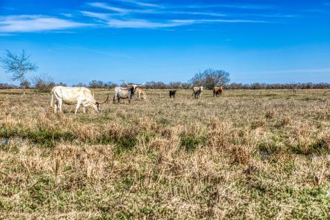 9044 Fm 1428 Midway TX 75852
