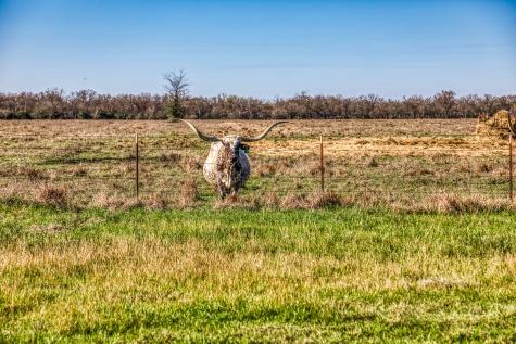 9044 Fm 1428 Midway TX 75852