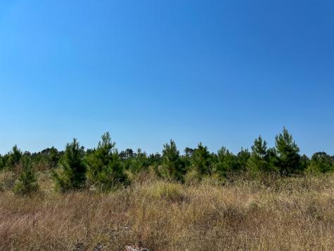 1 Off County Road 2925 Grapeland TX 75844