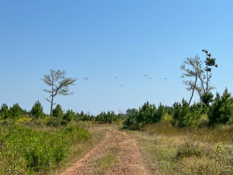1 Off County Road 2925 Grapeland TX 75844