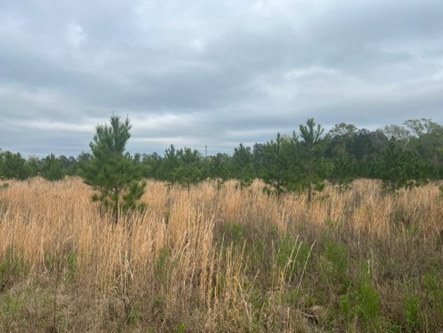 1580 Nursery Road Livingston TX 77351