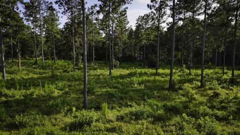 Tbd Lot 5 Ridge Lake Road Livingston TX 77351