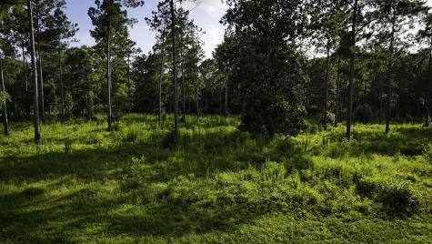 Tbd Lot 5 Ridge Lake Road Livingston TX 77351