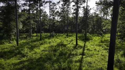 Tbd Lot 5 Ridge Lake Road Livingston TX 77351