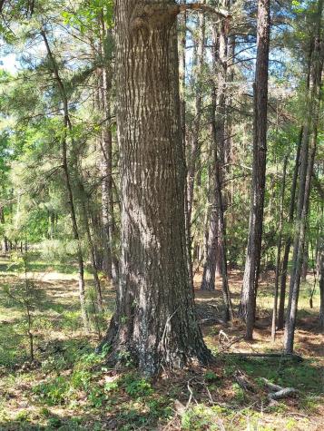 500 S Pine Lake Road Montgomery TX 77316