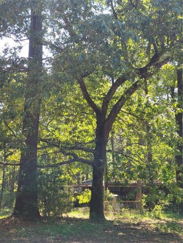 500 S Pine Lake Road Montgomery TX 77316
