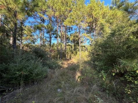 Tract 11 Fm 230 Lovelady TX 77854
