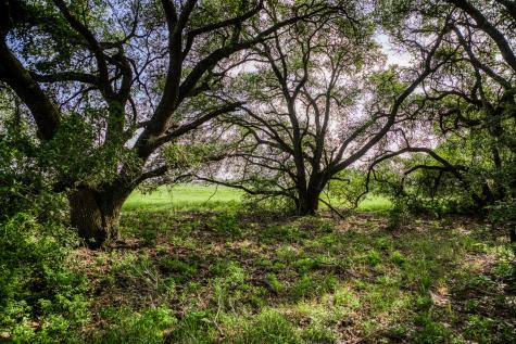 Tract 4 S Nassau Road Round Top TX 78954