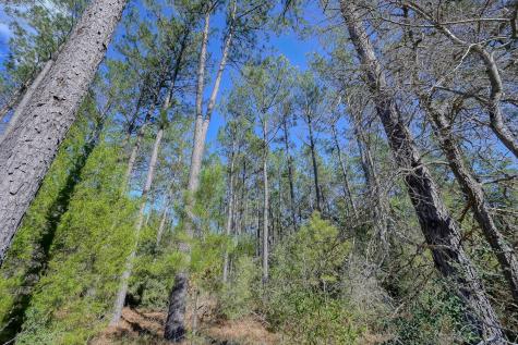 15688 Wooded Trail Way Willis TX 77378