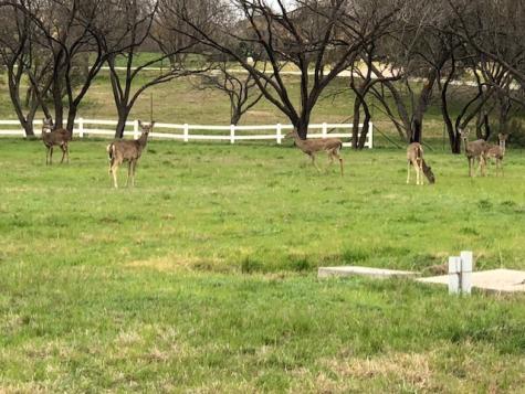 404 Shale Horseshoe Bay TX 78657