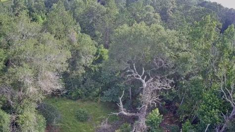 Lot 184 & 185 Hunters Creek Hillister TX 77624
