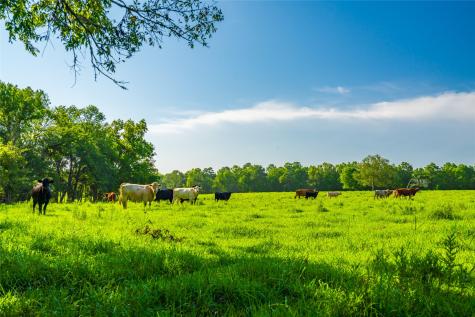 0 Farm To Market 256 Woodville TX 75979