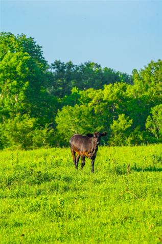 0 Farm To Market 256 Woodville TX 75979