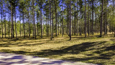 Tbd Rolling Pines Drive Livingston TX 77351