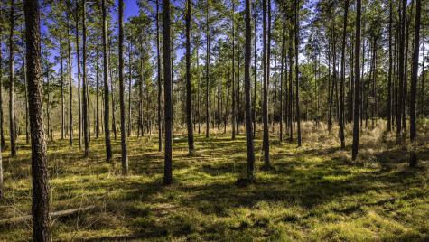 Tbd Rolling Pines Drive Livingston TX 77351