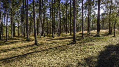 Tbd Rolling Pines Drive Livingston TX 77351