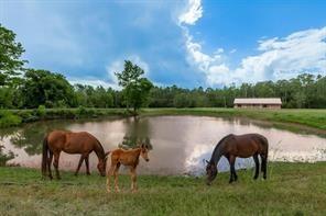 5056 Road Fm 358 Groveton TX 75845