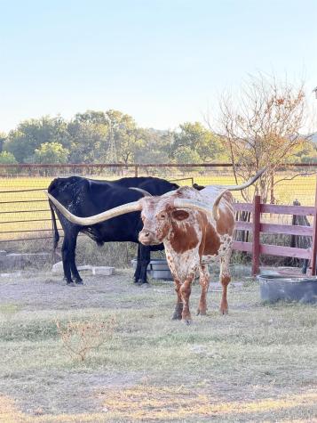 315 Ranch Road 1376 Fredericksburg TX 78624