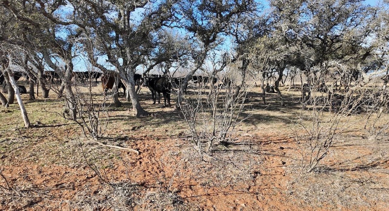 Cr 434 Rochelle TX 76872