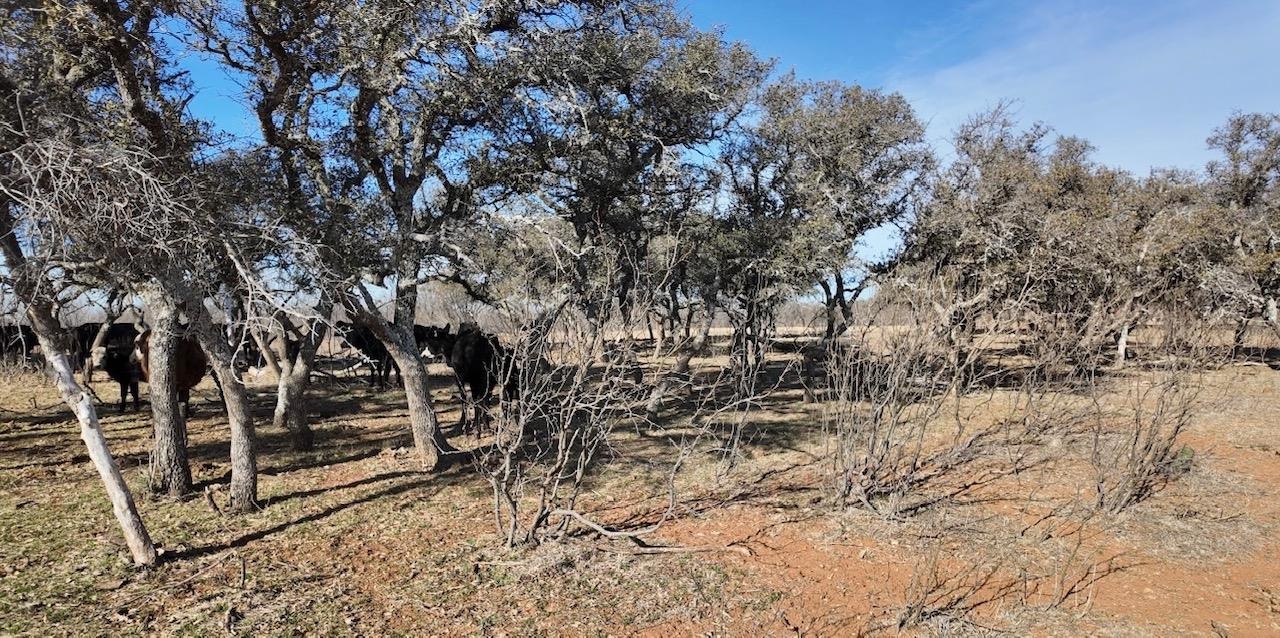 Cr 434 Rochelle TX 76872