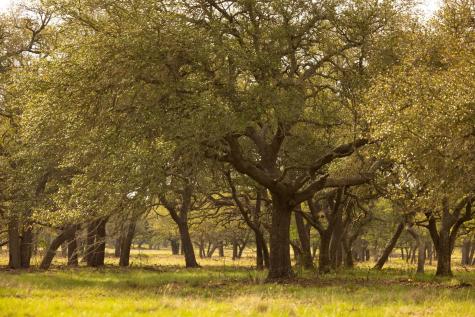 2609 Prochnow Road Dripping Springs TX 78620