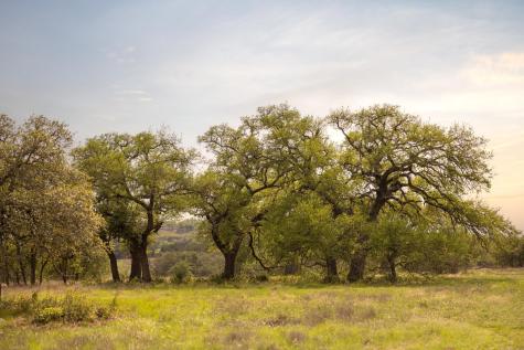 2609 Prochnow Road Dripping Springs TX 78620