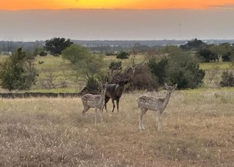 7800 County Road 210 Bertram TX 78605
