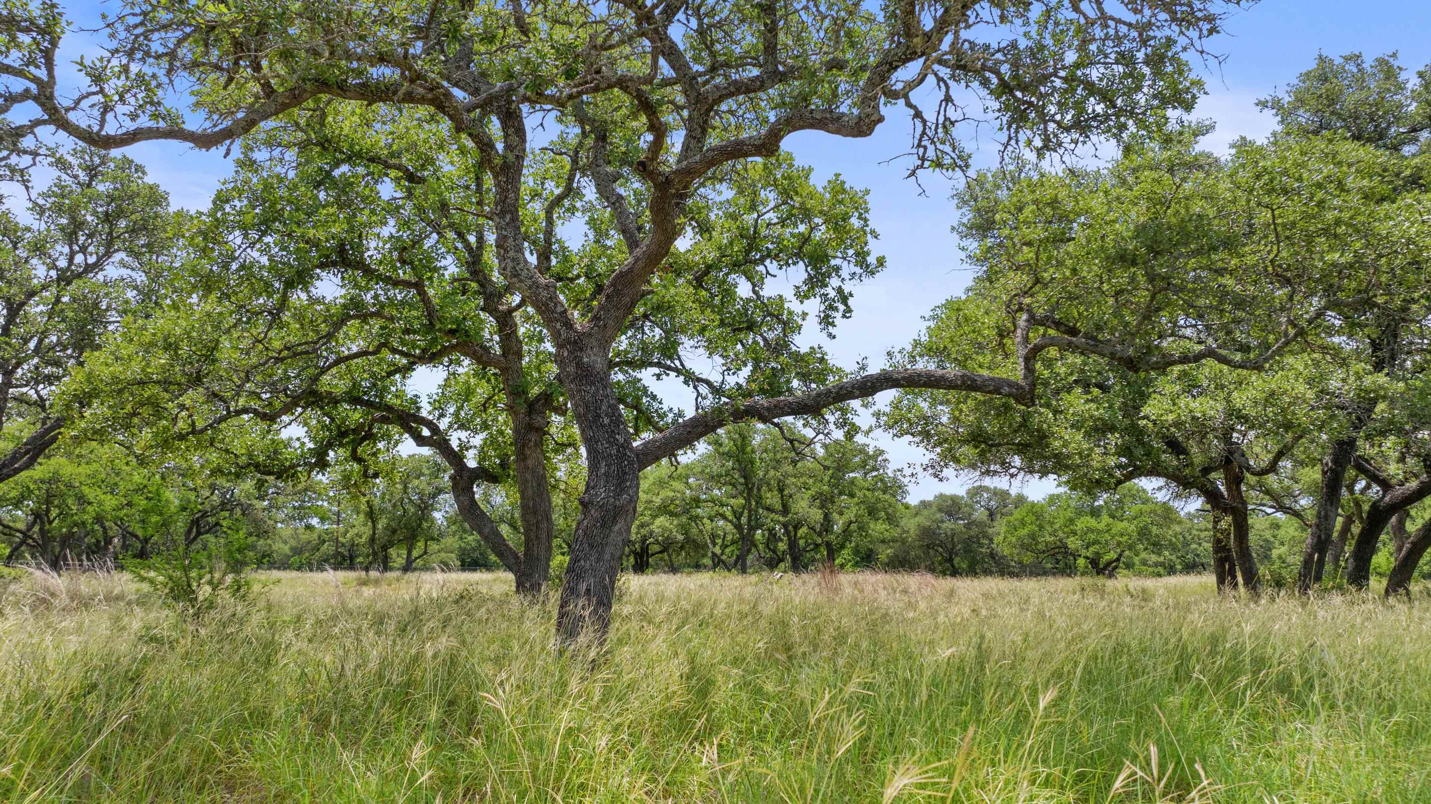1241 Sandy Oaks Ranch Road Johnson City TX 78636