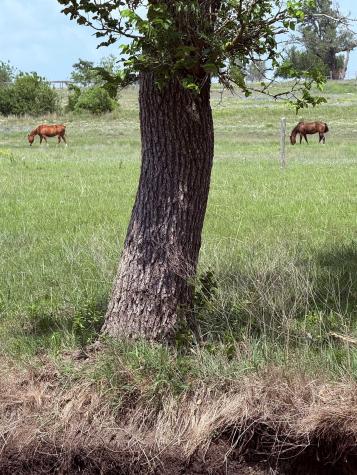 5341 County Road 236 Liberty Hill TX 78642