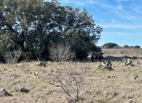 530 Cr 406 San Saba TX 76877