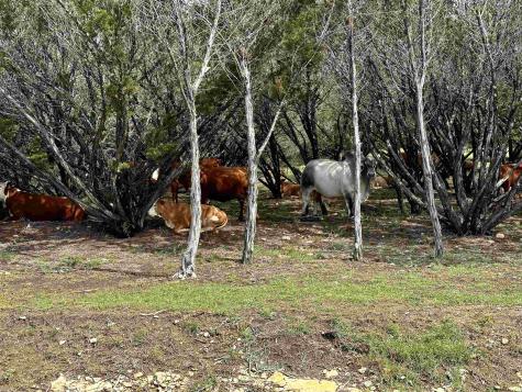 285 Donnie Drive Lampasas TX 76550