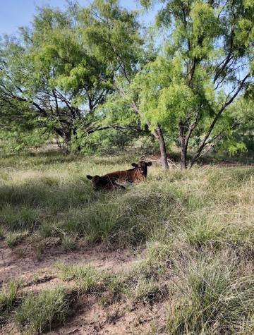 122 Pr 2562 Santa Anna TX 76878