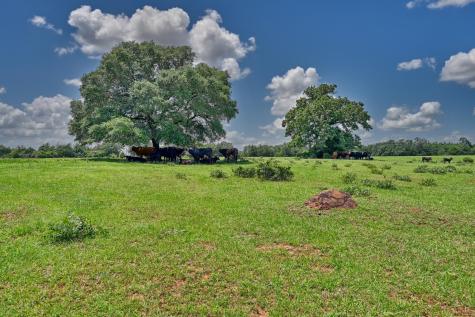 1362 Cr 207 Out Of Area TX 78942