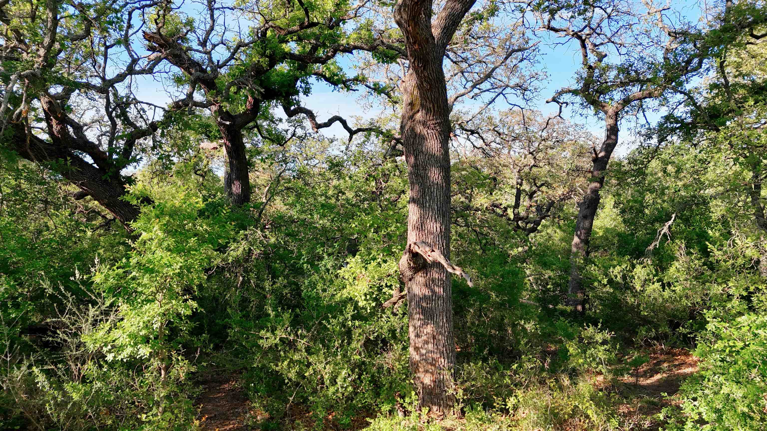Tbd Madden Ranch Road Valley Spring TX 76855