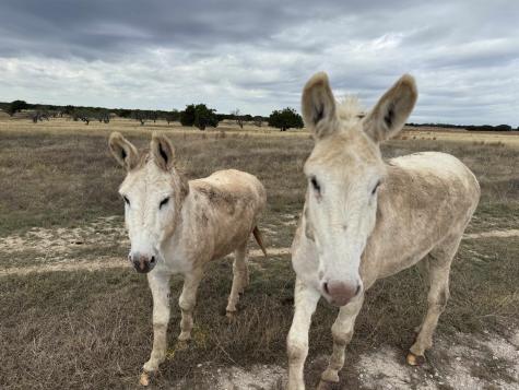 Tract 4 County 204 Road Burnet TX 78611