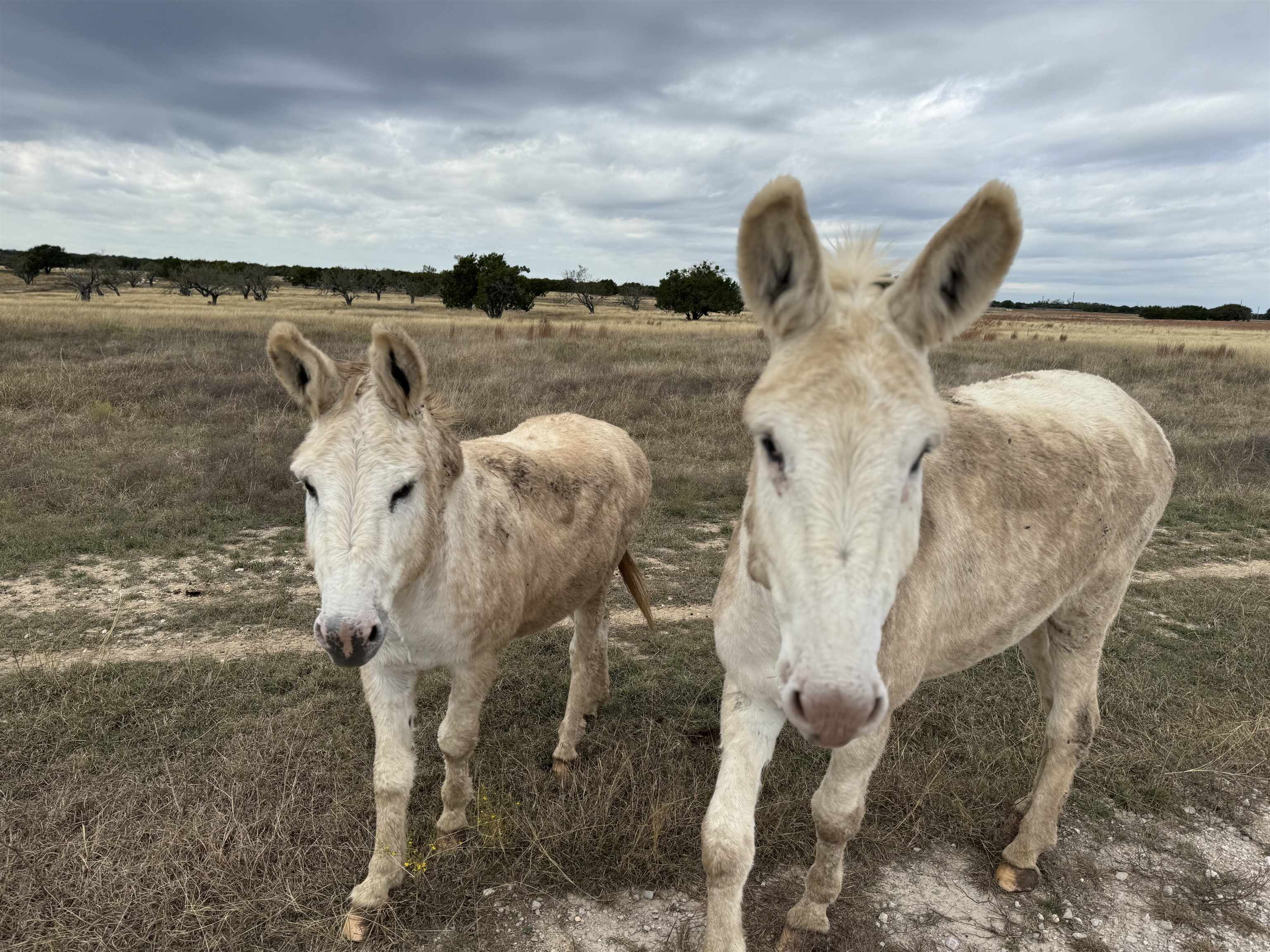 Tract 3 County 204 Road Burnet TX 78611