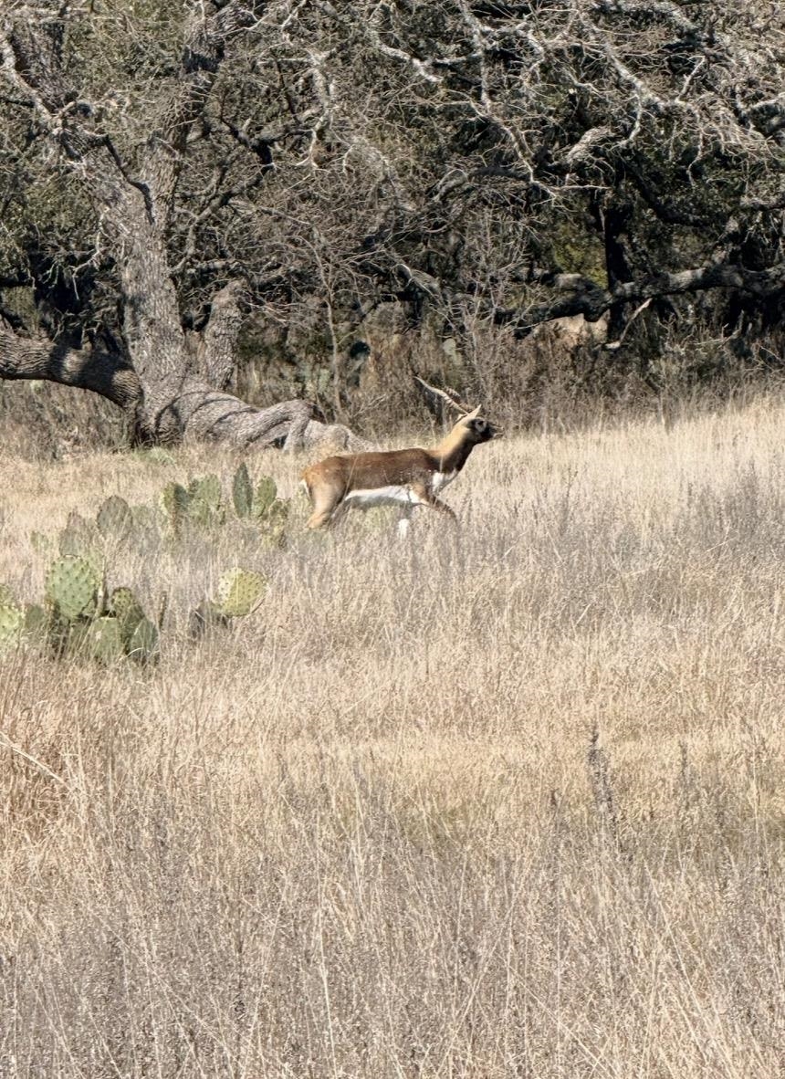 Tbd Blackbuck Ridge Drive Lot 181 Lampasas TX 76550