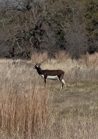 Tbd Blackbuck Ridge Drive Lot 181 Lampasas TX 76550
