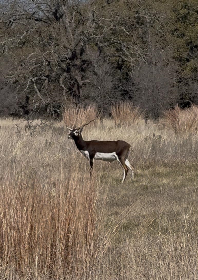 Tbd Blackbuck Ridge Drive Lot 181 Lampasas TX 76550