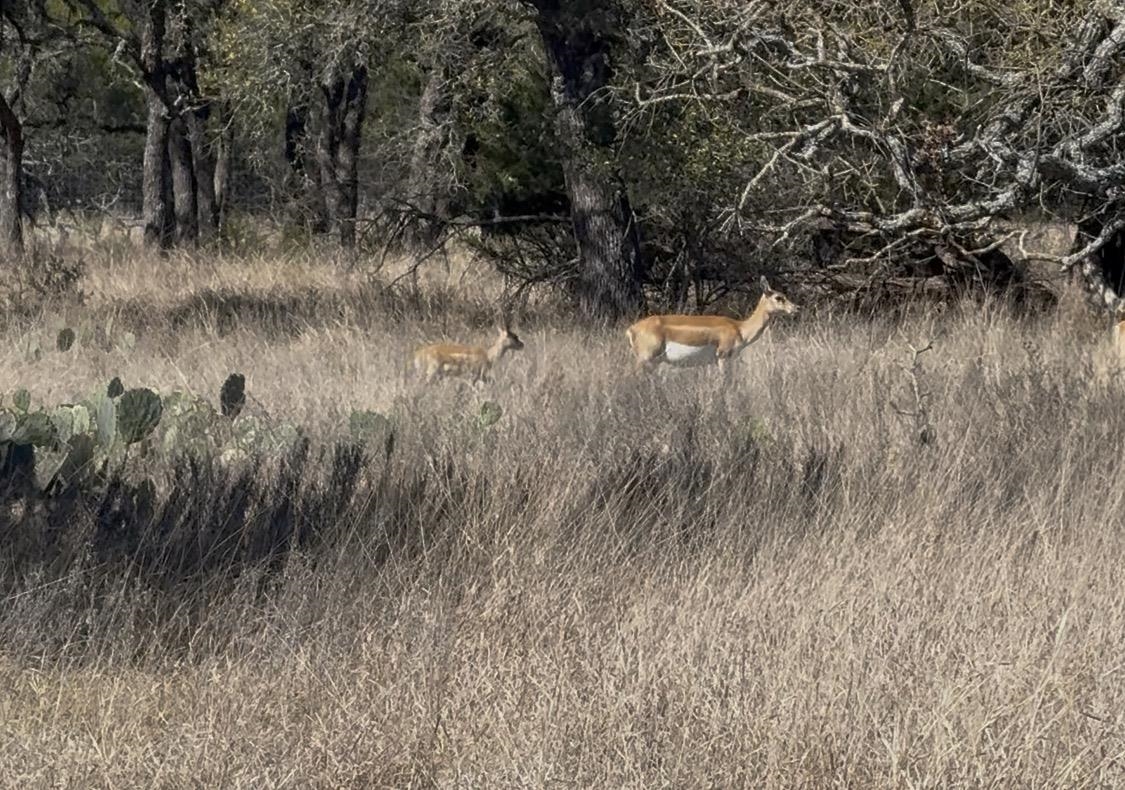 Tbd Blackbuck Ridge Drive Lot 181 Lampasas TX 76550