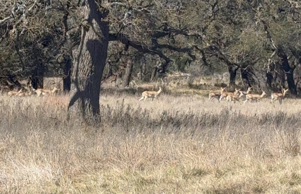 Tbd Blackbuck Ridge Drive Lot 181 Lampasas TX 76550
