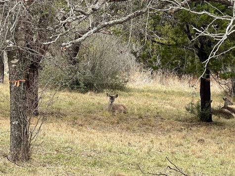 Duplex Lot 8002 Hi Circle West Horseshoe Bay TX 78657
