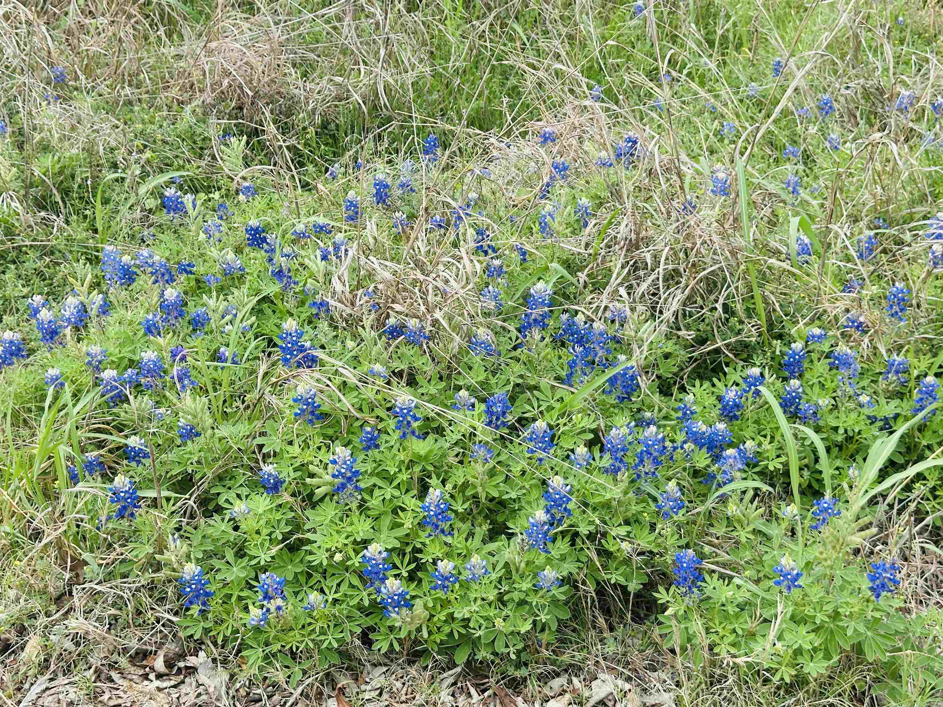Tbd Luckenbach West Street Llano TX 78643