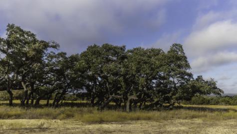 Tbd Legacy Hills Johnson City TX 78636